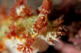 「ホクヨウウミウシ科の一種」のサムネイル画像