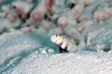 「ヤマブキハゼ(Orange-spotted shrimp Goby)」のサムネイル画像