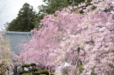 「ヤエシダレザクラ(八重しだれ桜)」のサムネイル画像