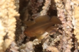 「Needlespine Coralgoby (ニードルスパインコーラルゴビー)」のサムネイル画像