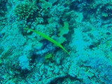 「ヘラヤガラ(Trumpetfish)」のサムネイル画像