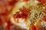 「ホクヨウウミウシ科の一種」のサムネイル画像