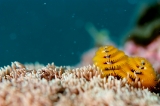 「イバラカンザシ(Christmas tree worm)」のサムネイル画像