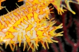 「ニシキフウライウオ(Ghost pipe fish)」のサムネイル画像