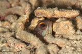 「variable jawfish(バリアブルジョーフィッシュ)」のサムネイル画像