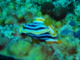 「シライトウミウシ」のサムネイル画像