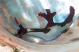 「セグロリュウグウウミウシ」のサムネイル画像