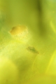 「ホタテガイ」のサムネイル画像