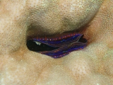 「シャコ貝の仲間」のサムネイル画像