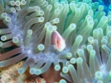 「ハナビラクマノミ(Pink Anemonefish)」のサムネイル画像