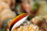 「ホシゴンベ(blackside hawkfish)」のサムネイル画像