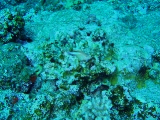 「メガネゴンベ(ring-eyed hawkfish)」のサムネイル画像