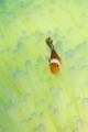「カクレクマノミ(Western Clown Anemonefish)」のサムネイル画像