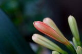 「植物の仲間」のサムネイル画像