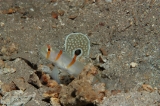 「ニチリンダテハゼ(Randall's prawn-goby)」のサムネイル画像