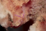 「サクラコシオリエビ(ピンクスクワットロブスター,Hairy squat lobster)」のサムネイル画像