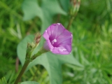 「植物の仲間」のサムネイル画像