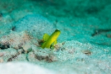 「ギンガハゼ(Banded shrimp goby)」のサムネイル画像