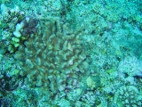 「メガネゴンベ(ring-eyed hawkfish)」のサムネイル画像
