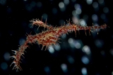 「ニシキフウライウオ(Ghost pipe fish)」のサムネイル画像