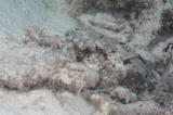 「ハリセンボン(Balloonfish)」のサムネイル画像