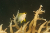 「イエローリップダムセル (yellow rip damsel)」のサムネイル画像