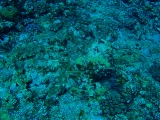 「コガシラベラ」のサムネイル画像