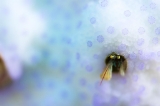 「カンザシヤドカリ(Coral Hermit Crab)」のサムネイル画像