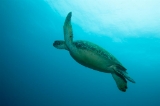 「アオウミガメ(Green turtle)」のサムネイル画像