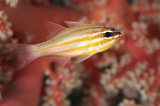 「キンセンイシモチ(Southern orange-lined cardinal fish)」のサムネイル画像