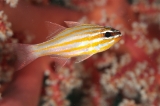 「キンセンイシモチ(Southern orange-lined cardinal fish)」のサムネイル画像