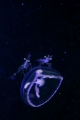 「ジェリーフィッシュライダー」のサムネイル画像