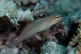「ジュウモンジサラサハゼ(Pink-lined Goby)」のサムネイル画像