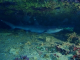 「ネムリブカ(Whitetip reef shark)」のサムネイル画像