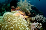 「ハナビラクマノミ(Pink Anemonefish)」のサムネイル画像