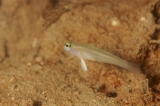 「モエギハゼ属の一種( tiny dart goby sp.)」のサムネイル画像