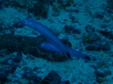 「オグロクロユリハゼ(Tail spot dart Goby)」のサムネイル画像