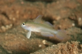 「モエギハゼ属の一種( tiny dart goby sp.)」のサムネイル画像