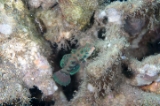 「ピクチャ－ドラゴネット(picture dragonet)」のサムネイル画像