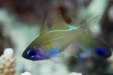 「イトヒキテンジクダイ(Threadfin cardinalfish)」のサムネイル画像