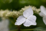 「ガクアジサイ(額紫陽花)」のサムネイル画像