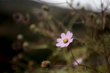 「植物の仲間」のサムネイル画像