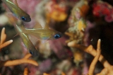 「イトヒキテンジクダイ(Threadfin cardinalfish)」のサムネイル画像
