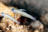 「モエギハゼ属の一種( tiny dart goby sp.)」のサムネイル画像