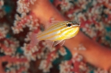 「キンセンイシモチ(Southern orange-lined cardinal fish)」のサムネイル画像