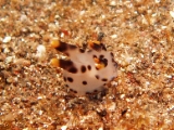 「ツノザヤウミウシ」のサムネイル画像