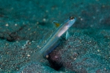 「マジェスティックシュリンプゴビー(Majestic shrimpgoby)」のサムネイル画像