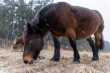 「寒立馬」のサムネイル画像