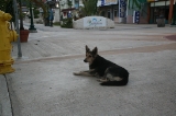 「町中にも普通に野犬」のサムネイル画像