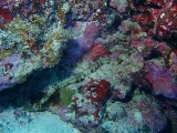 「オオイカリナマコ(Synaptid sea cucumbers)」のサムネイル画像